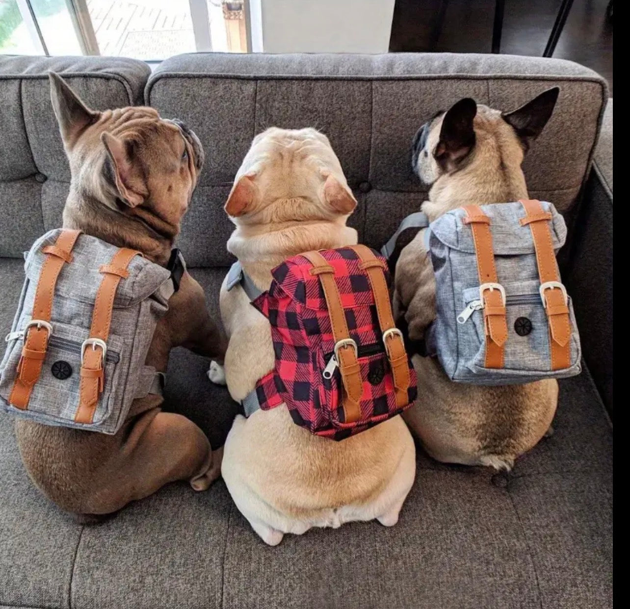 Doggy Backpack